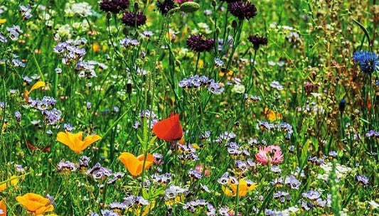 Wildblumen für den Garten