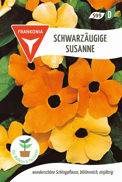 schwarzäugige susanne im blumenkasten Schwarzäugige Susanne – Ihr Gartenberater
