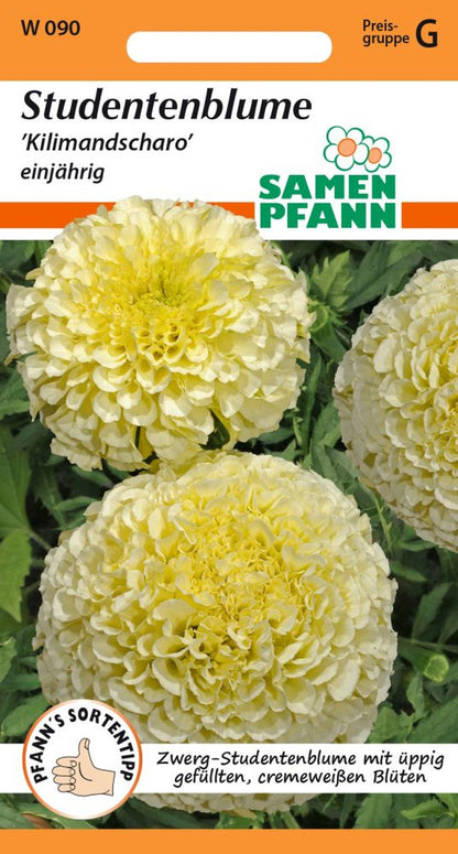 Vorderseite der Verpackung des Saatgutes Tagetes, Kilimandscharo der Firma Samen Pfann von ihrgartenberater.de