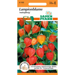 Lampionblume (Physalis)