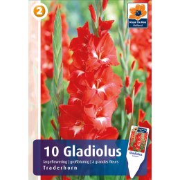 Großblumige Gladiole, Tradehorn
