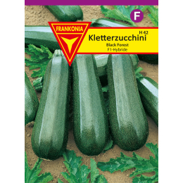 Zucchini, Kletterzucchini, Black Forest F1