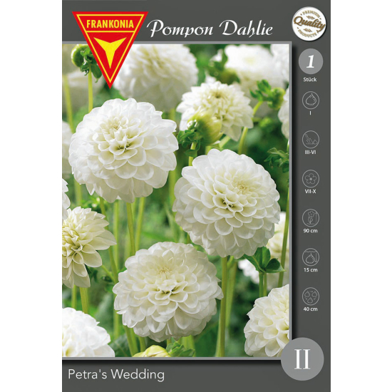 Pompon Dahlie, Petra&acute;s Weeding