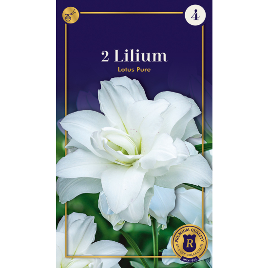 Lilie, Lotus Pure