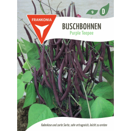 Buschbohne, Purple Teepee