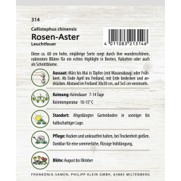 Rosen-Aster, Leuchtfeuer