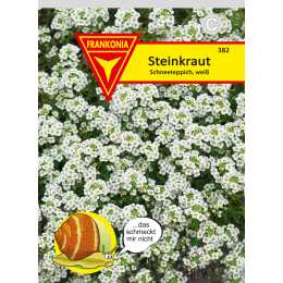 Steinkraut (Lobularia), Schneeteppich