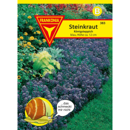 Steinkraut (Lobularia), Königsteppich
