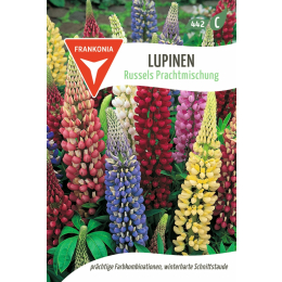 Lupine, Russels Prachtmischung